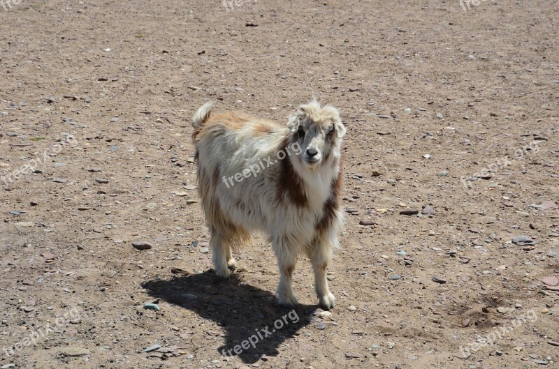 Sheep Wildlife Mammal Nature Cute