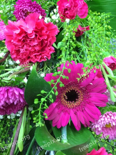 Flowers Gerbera Daisy Bright Floral