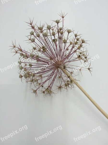 Allium Seed Head Flower Nature Garden