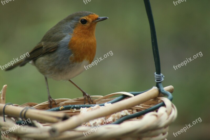 Bird Robin Foraging Free Photos