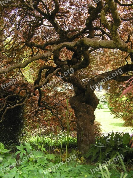 Magnificent Weeping Japanese Maple In Autumn Free Photos