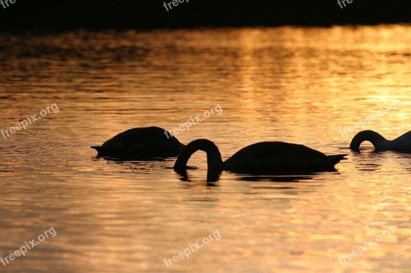 Swans Lake Sunset Water Nature