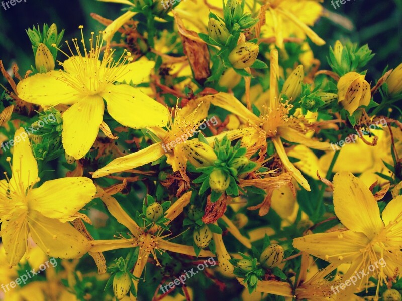 Tutsan Field Flowers Yellow Free Photos