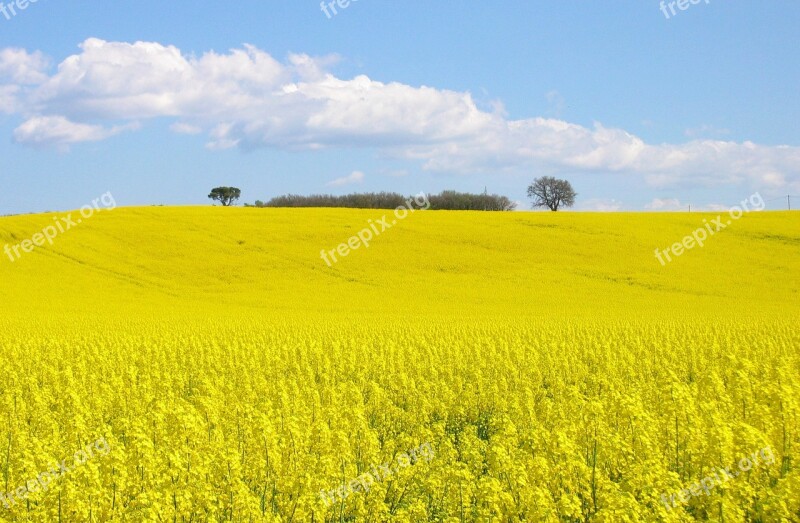 Field Rapeseed Yellow Free Photos