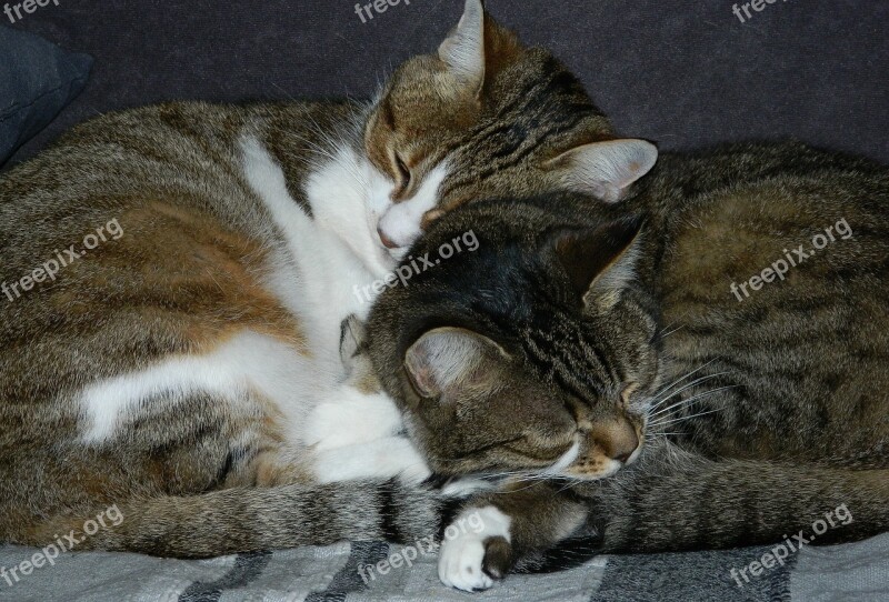 Cats Animals Close Up Mother And Daughter Females