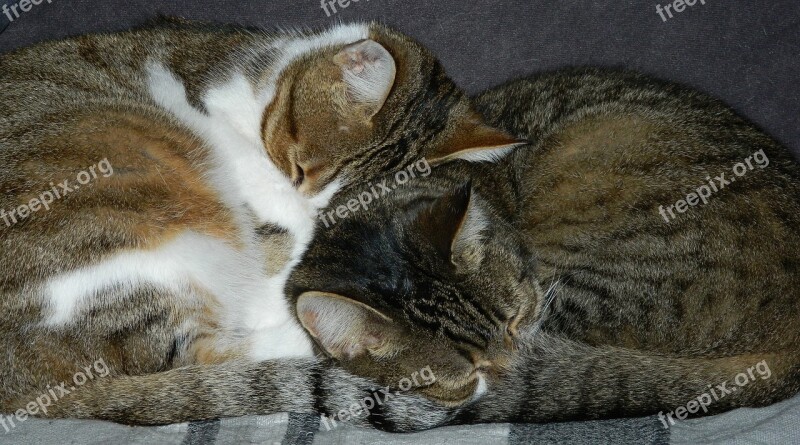 Cats Animals Close Up Mother And Daughter Females