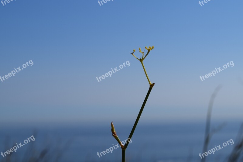 Solo Plant Flower Alone Sky