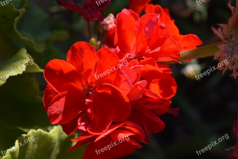 Red Violets Flower Natural Nature