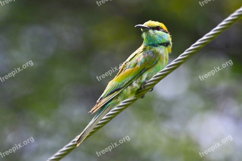 Green Bee Eater Birds Animals Bee Eater Fauna