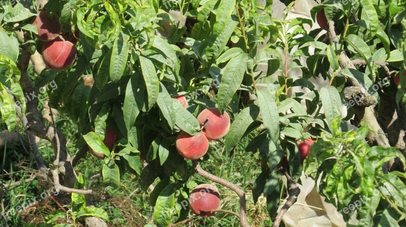 Nectarines Tree Nature Plantation Free Photos