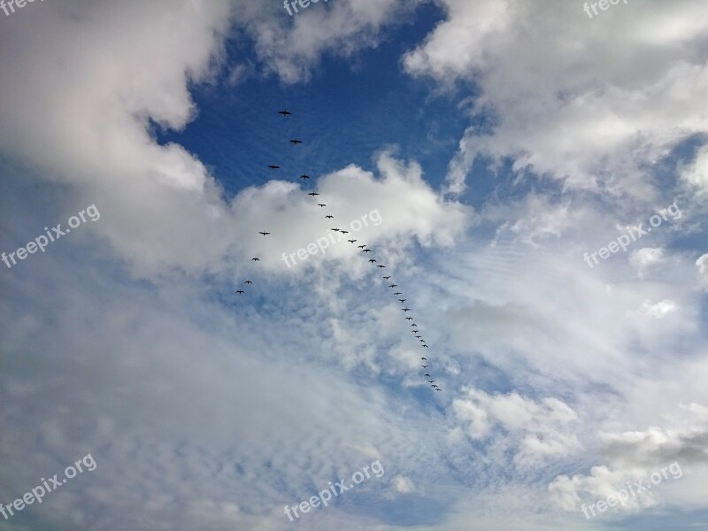 Birds Migrating Formation Geese Sky