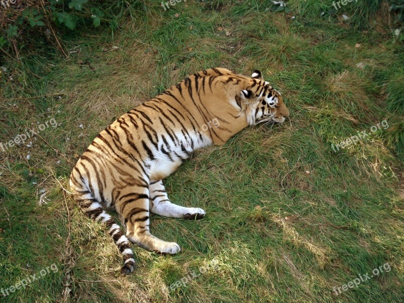 Tiger Siberian Tiger Amur Tiger Sleeping Feline