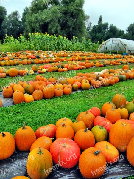 Late Summer Autumn Nature Plant Pumpkin