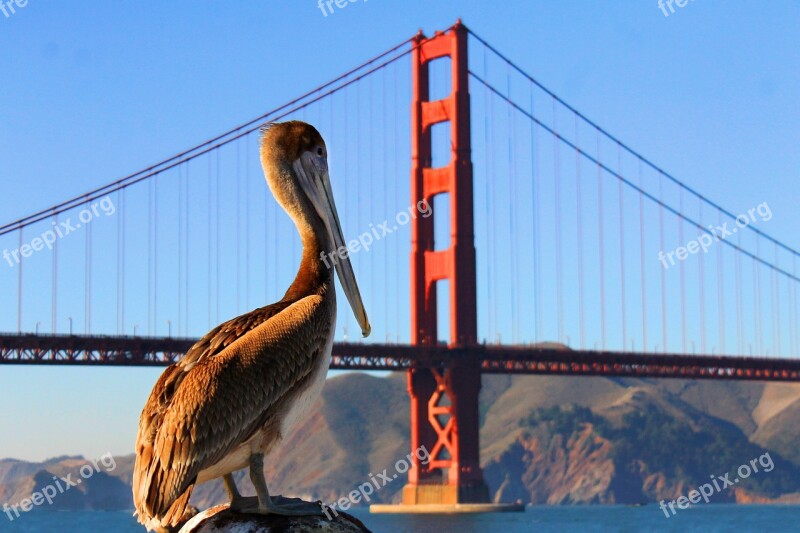 Pelican Golden Gate Bridge San Francisco Bird California