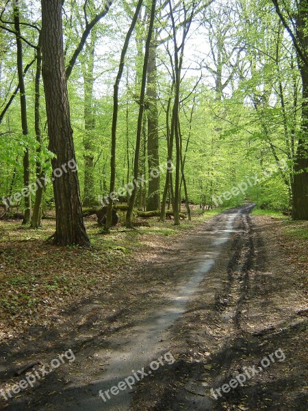 Road Way Reserve Spring Forest