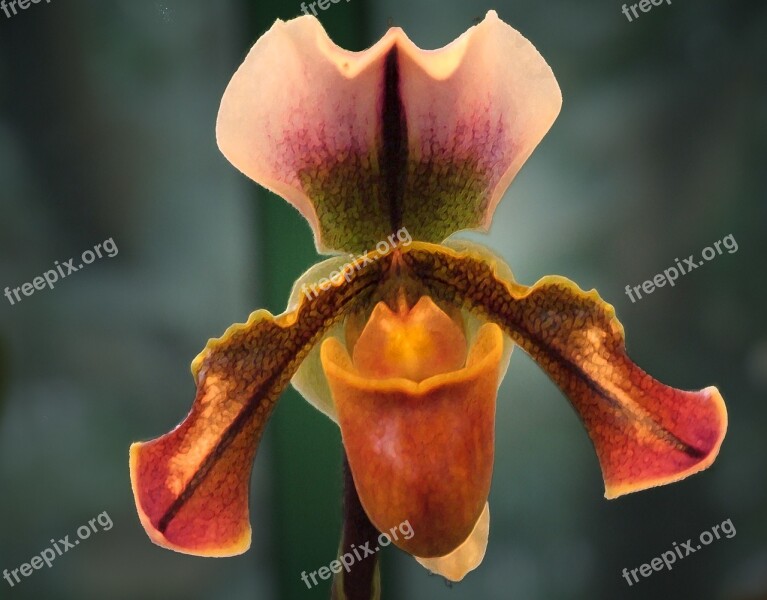 Orchid Flower Plant Orchidea Decorative