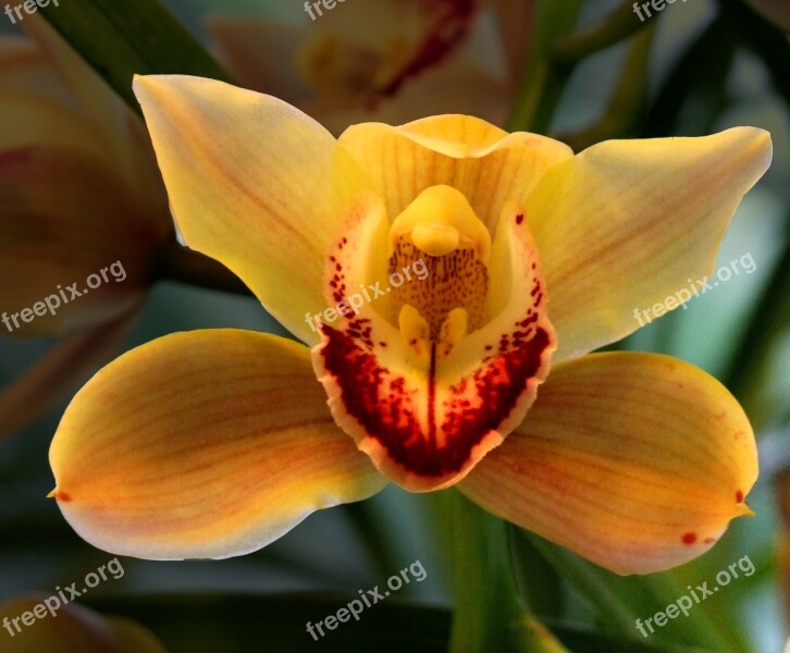 Orchid Flower Plant Orchidea Decorative