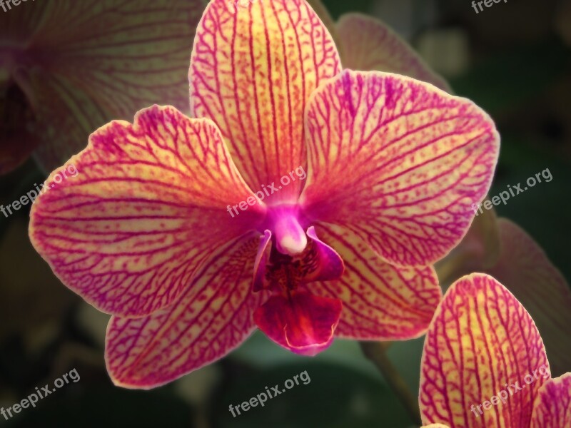 Orchid Flower Plant Orchidea Decorative