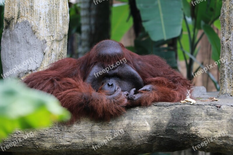 Monkey Wildlife Zoo Animal Ape