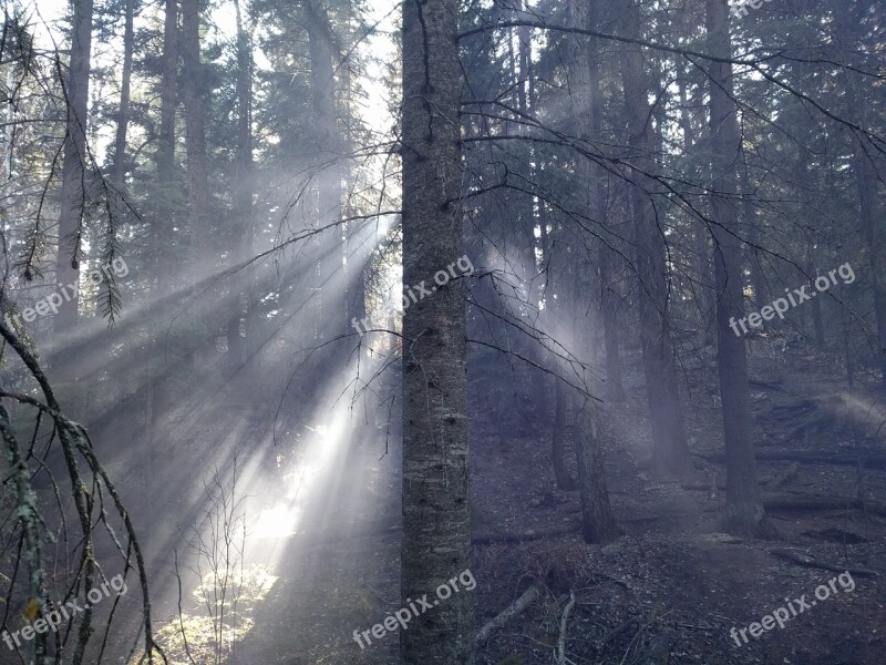 Forest Trees Sunlight Smoke Nature