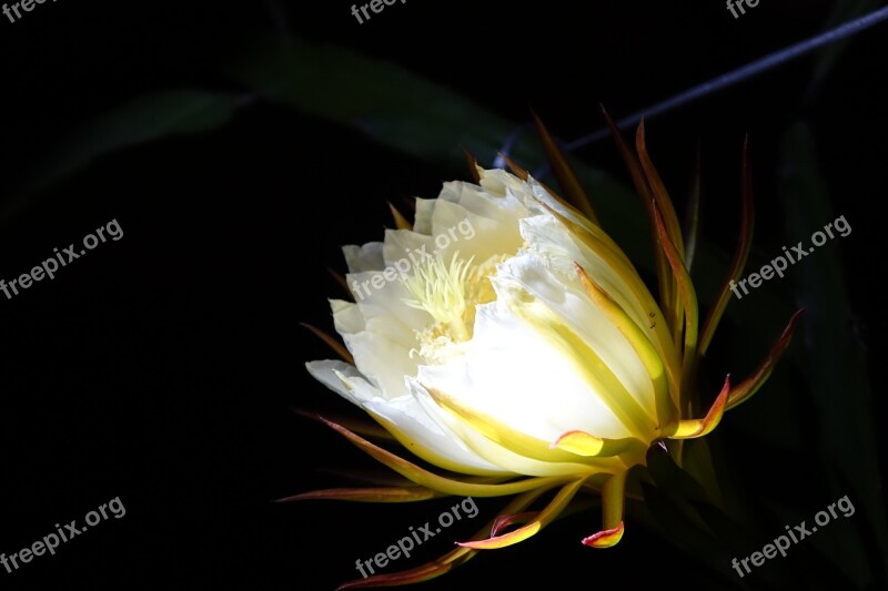 Flower Pitaya Flower White Pure Serenity