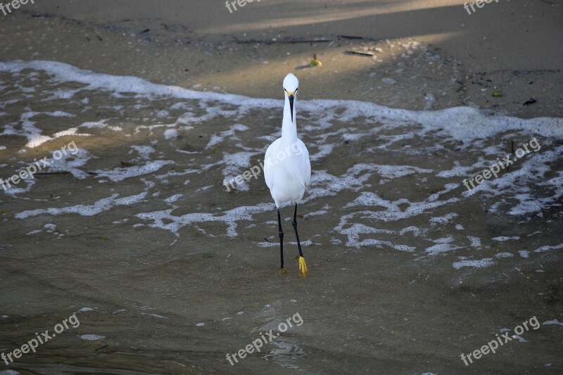 Snowy White Egret Bird Avian Tropical Egret