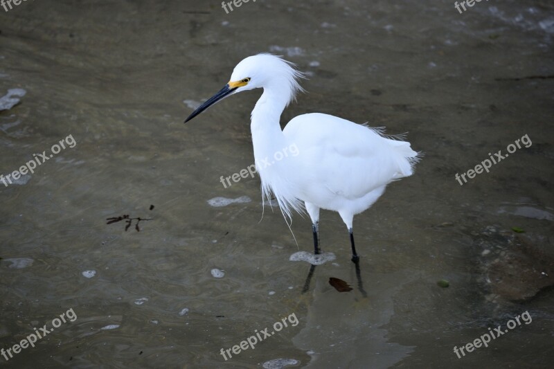 Snowy White Egret Wildlife Bird White Egret