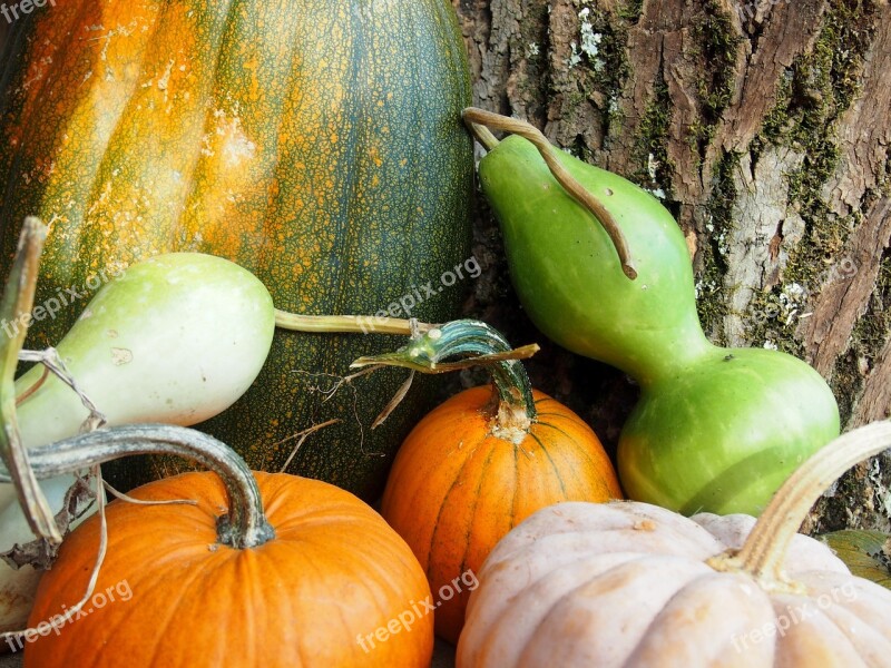 Gourds Pumpkins Squash Autumn Harvest