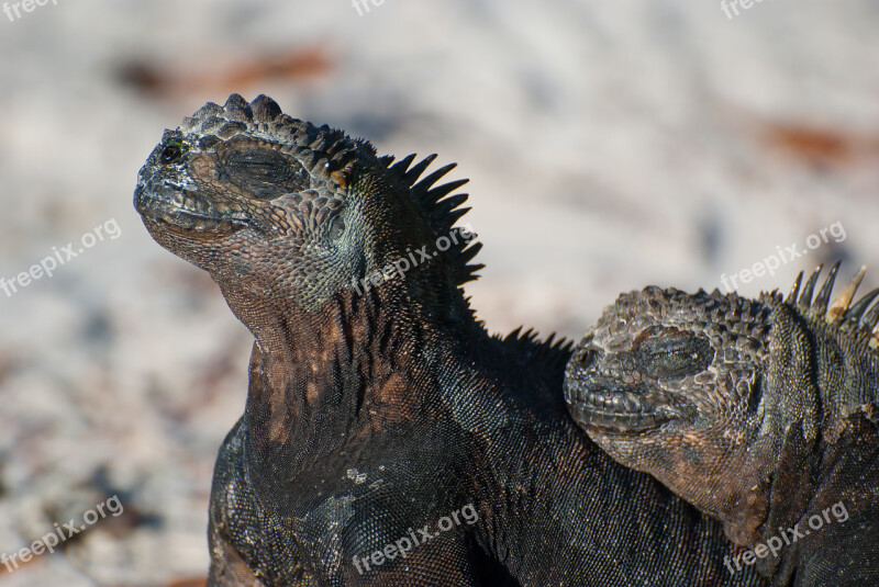 Marine Iguana Iguana Koppeltje Free Photos