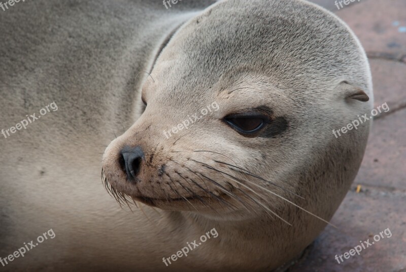 Sea ​​lion Head South America Free Photos