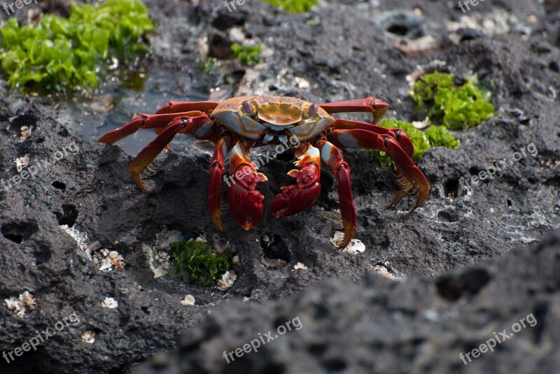 Crab Sally Lightfoot Volcanic Soil Animal Beach