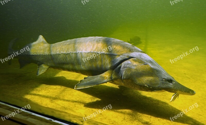 Kapitaler Sturgeon Large Aquarium Fish Freshwater Freshwater Fish