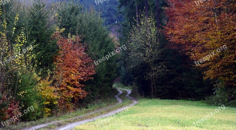 Forest Path Forest Trees Nature Away