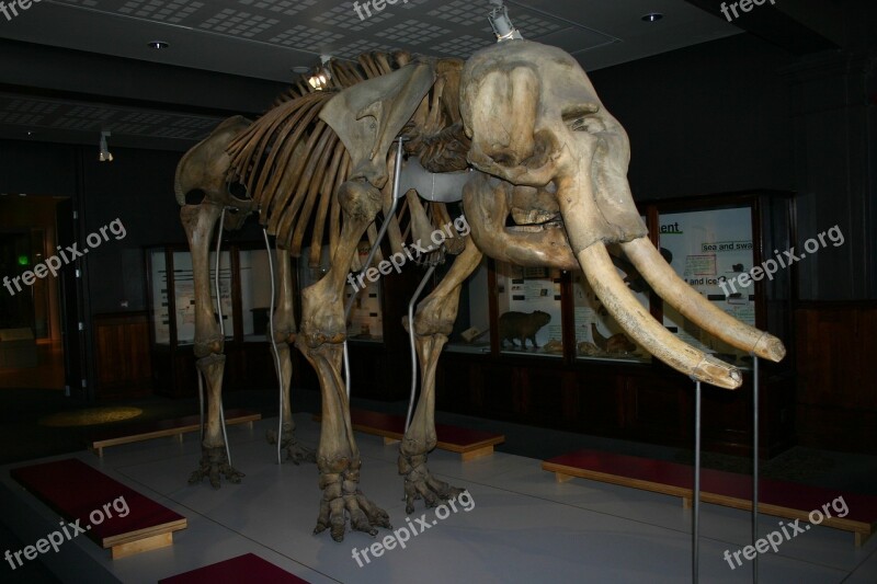 Mammoth Woolly Mammoth Extinct Prehistoric Tusk