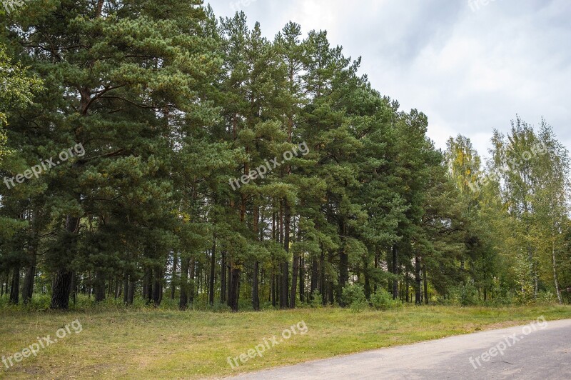 Pine Forest Forest Coniferous Forest Trees Pine