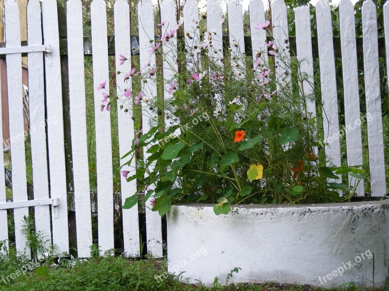 Flowers Plants White Circle Concrete