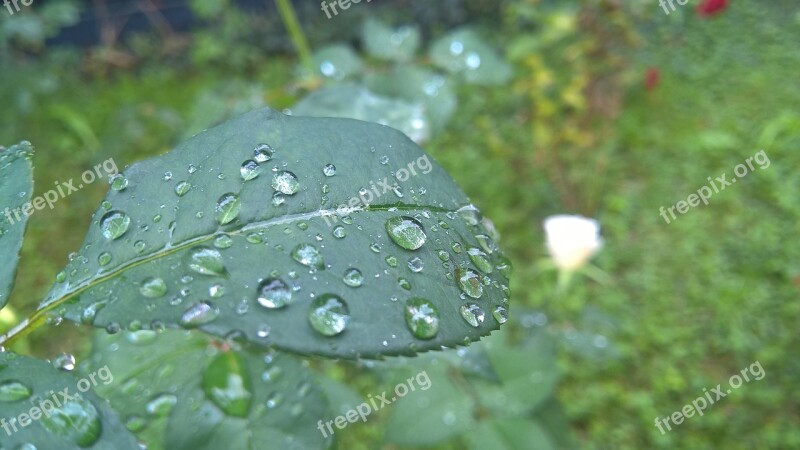 Rose Leaf Leaf Rain Drops Rain Drops On Leaf Leaves