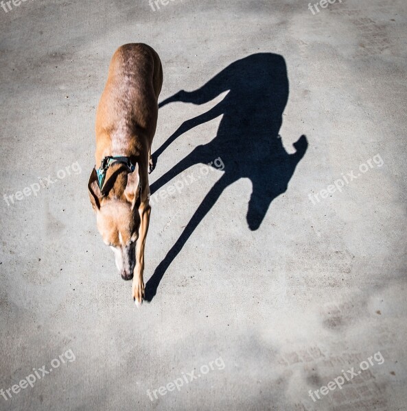 Dog Shadow Italian Greyhound Sighthound Greyhound