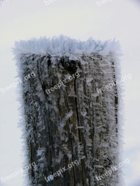 Tree Ice Iced Eiskristalle Frost