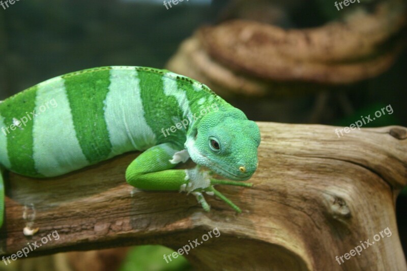 Gecko Lizard Reptile Striped Stripes