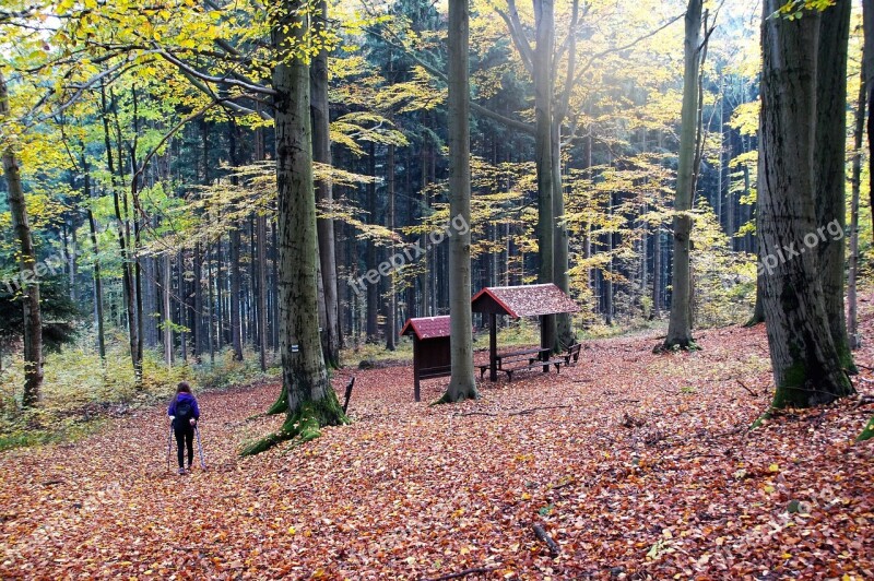 Autumn Forest Fallen Leaves Colored