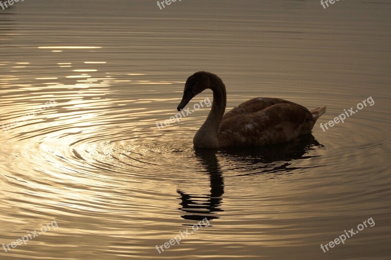 Swan Young Cub Sunset Romance