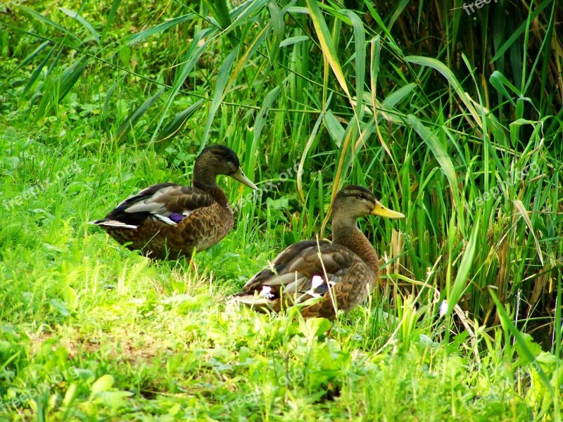 Mallards Mallard Ducks Water Bird Free Photos