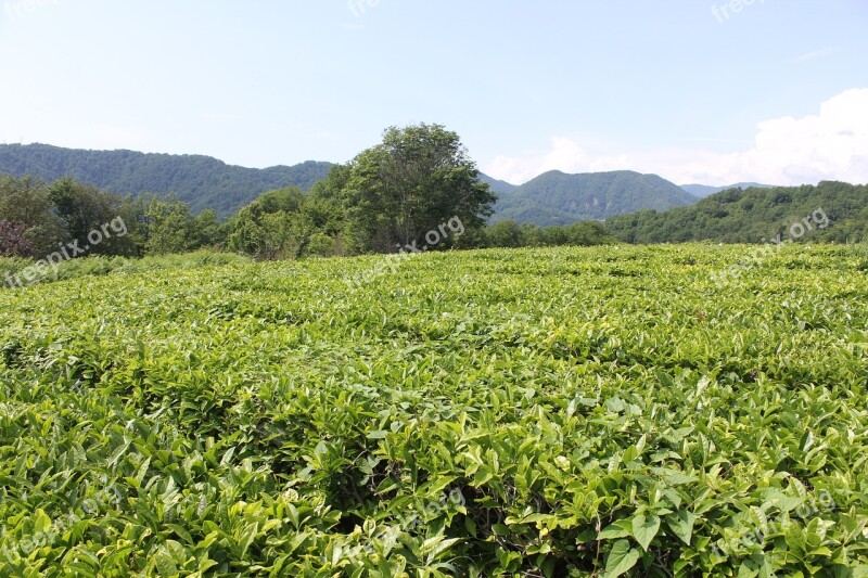 Tea Tea Plantation Plants Sheet Free Photos