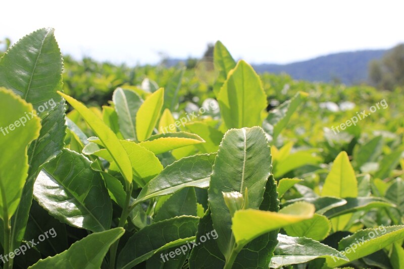 Tea Tea Plantation Plants Sheet Free Photos