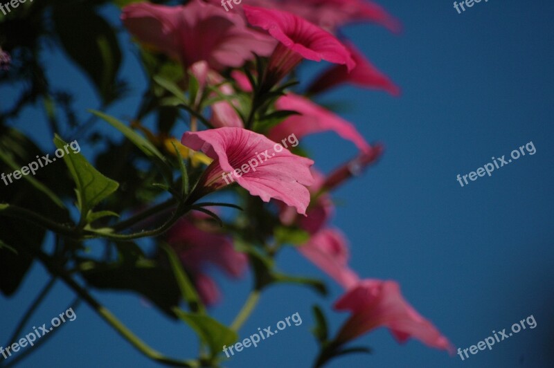 Flowers Pink Summer Pink Flowers Nature