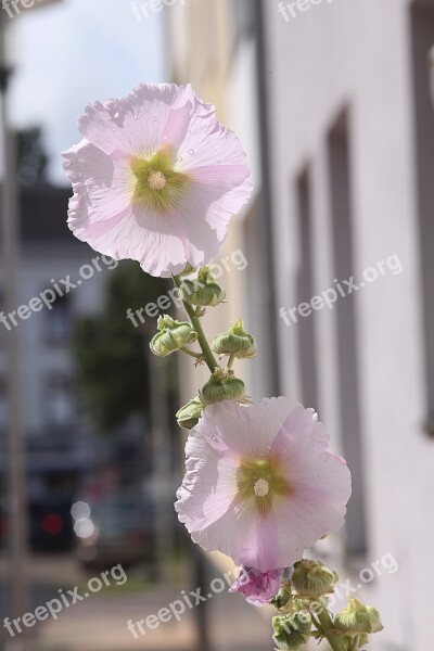 Stock Rose Pink Summer Backlighting Mood