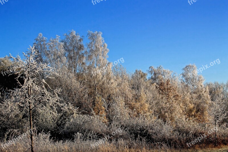 Landscape Trees Frost Morning Sun Nature