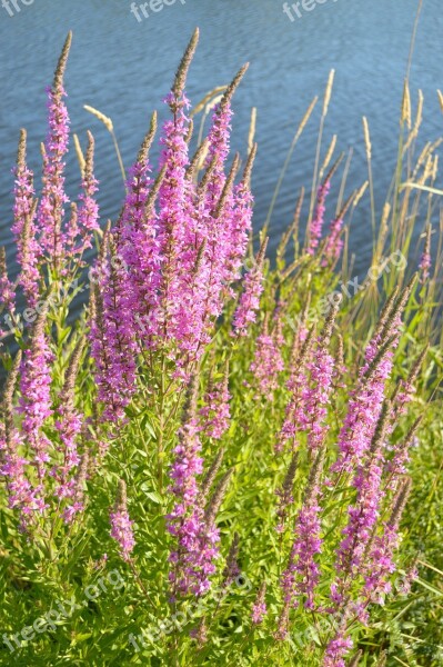 Purple Loosestrife Flowers Purple Loostrife Salicaria