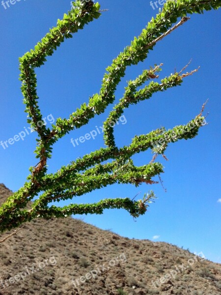 Ocotillo Desert Southwest Mountains Free Photos